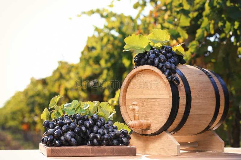 Виноград юпитер: описание и характеристики сорта, особенности ухода и фото