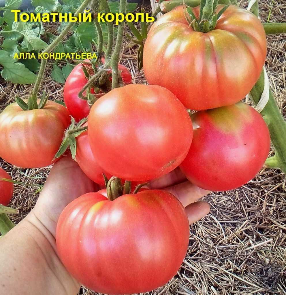 Томат розовый царь: отзывы, фото, урожайность