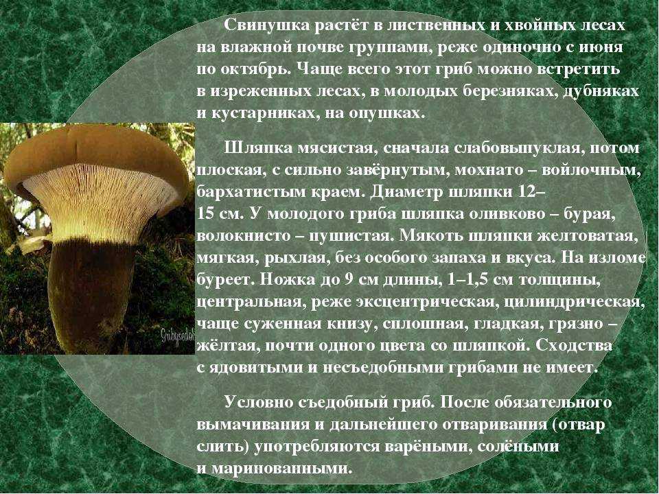 Свинушка тонкая: съедобная или нет | food and health