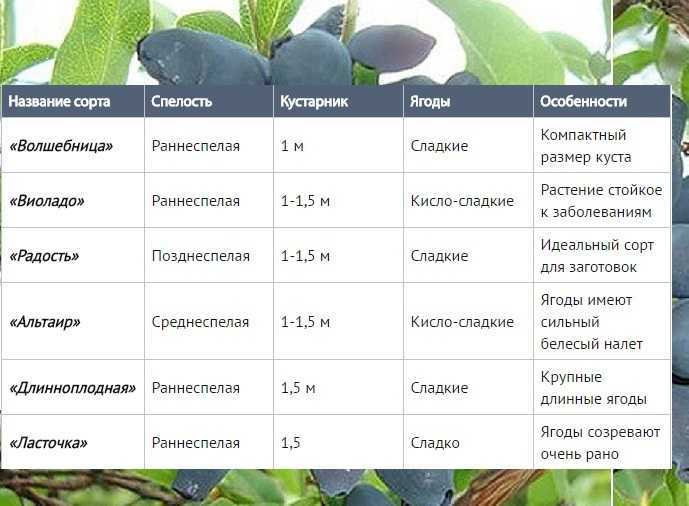 Сорт съедобной жимолости сластёна (сладкоежка): описание с фото, опылители, посадка и уход