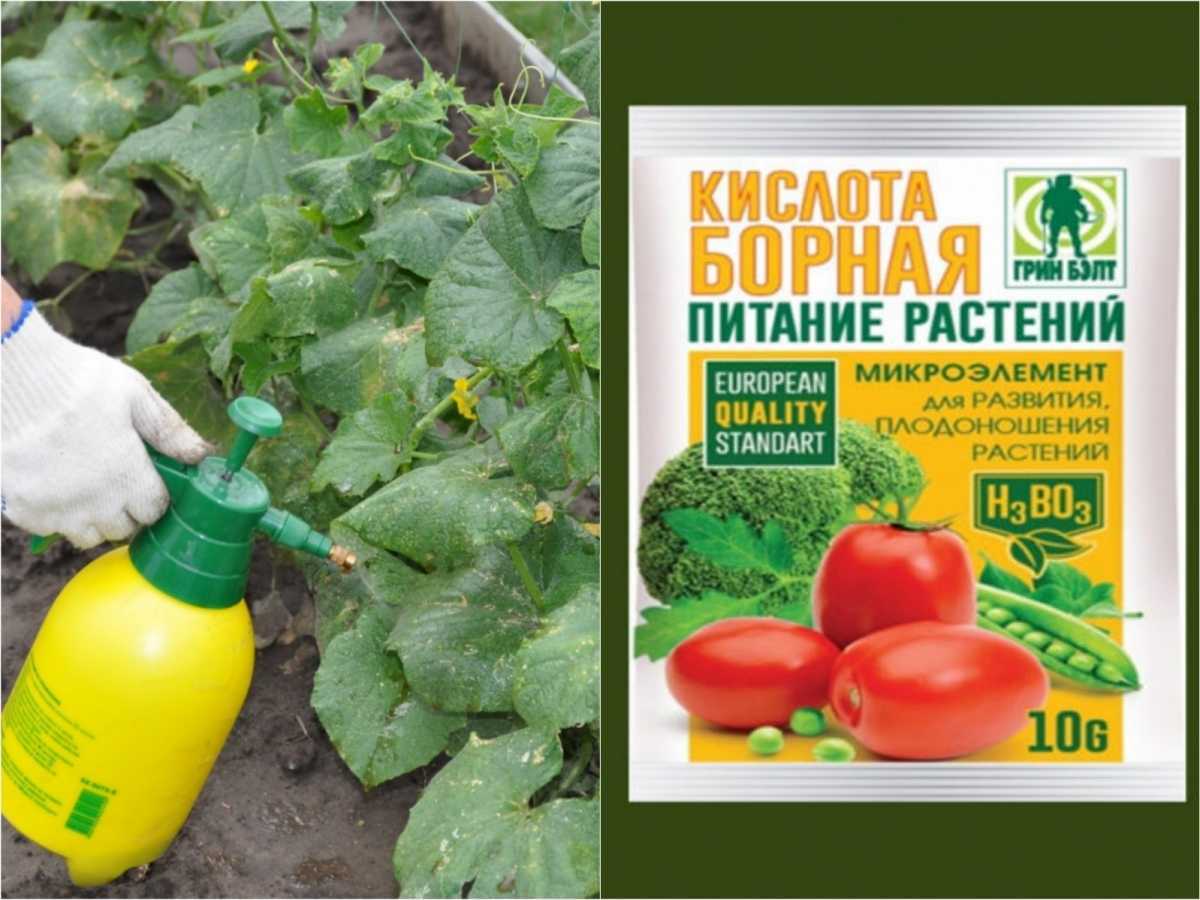 Борная кислота для клубники во время цветения и плодоношения: необходимость подкормок, способ внесения удобрения в 2023 году на гудгрунт
