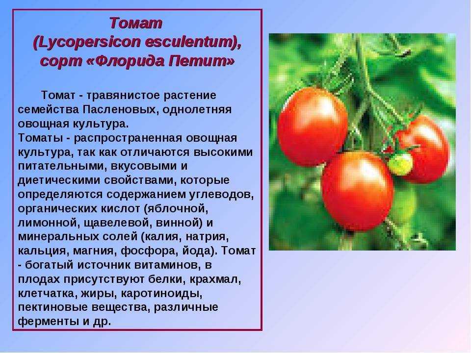 Томат верность характеристика и описание сорта урожайность с фото