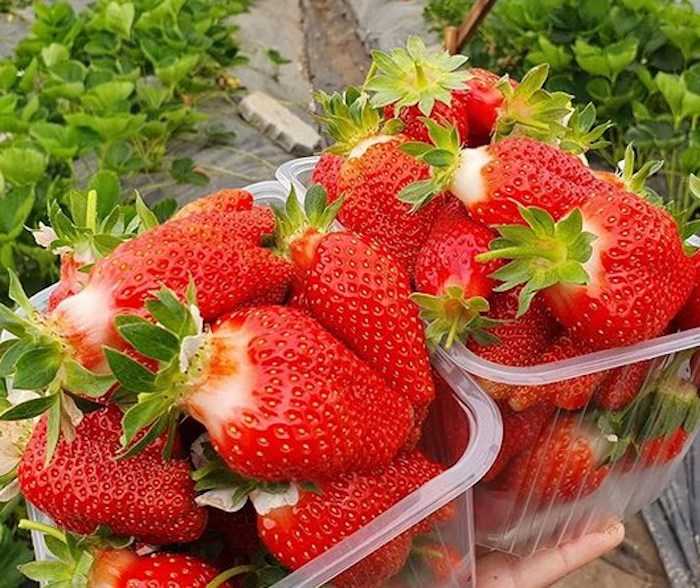 Клубника боровицкая: описание позднего ягодного сорта, отзывы и фото дачников, которые выращивают