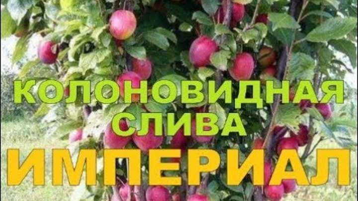 Слива империал: описание сорта, фото, отзывы, опылители, посадка и уход