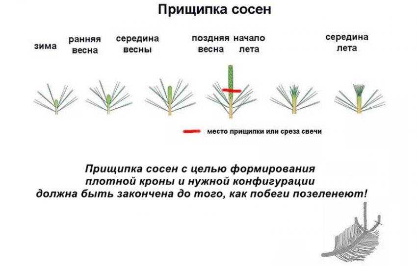 Как правильно обрезать тую и в какое время