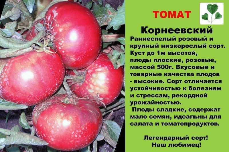 Великолепное разнообразие на грядках: помидоры розовый фламинго