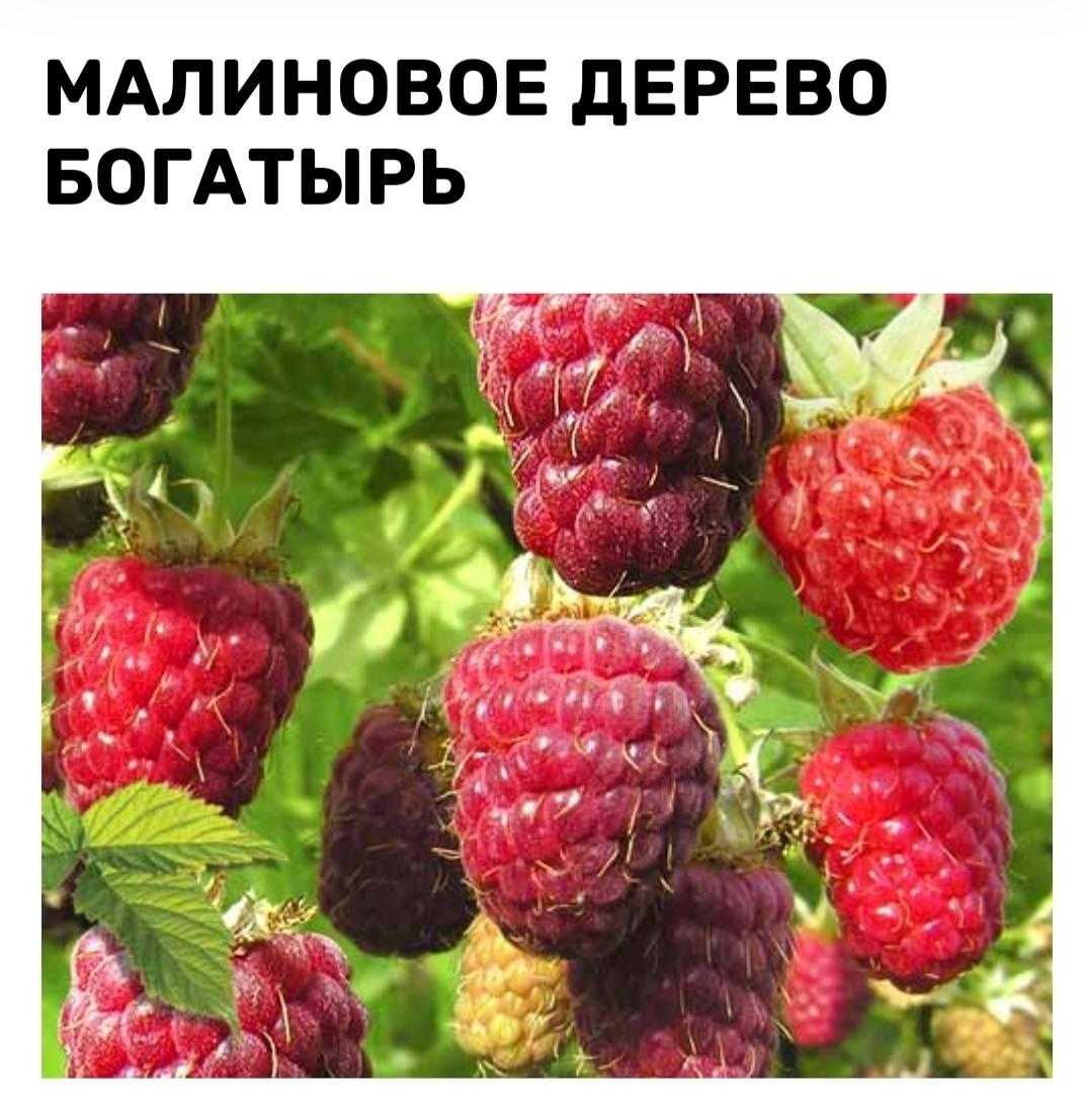 Сорт малины галактика