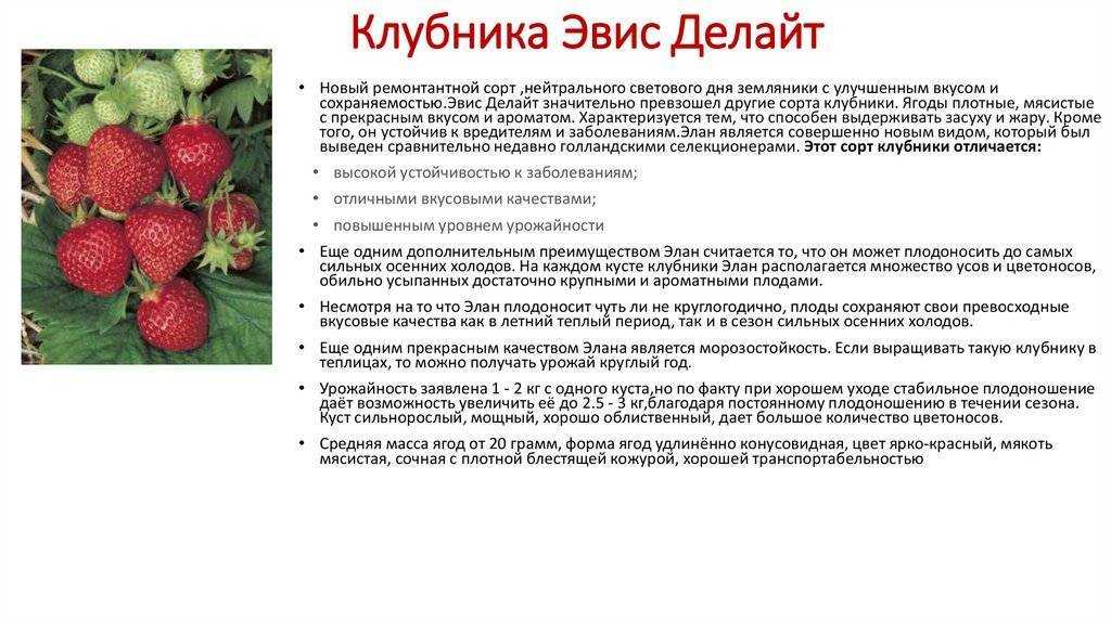 Клубника сорт прими (premy) - описание, посадка, уход, отзывы
