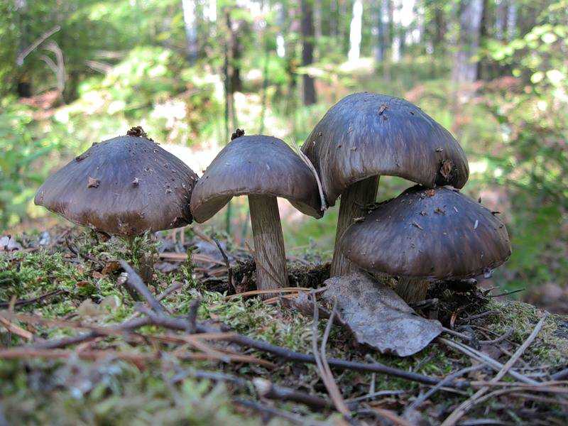Плютей олений — описание, где растет, ядовитость гриба