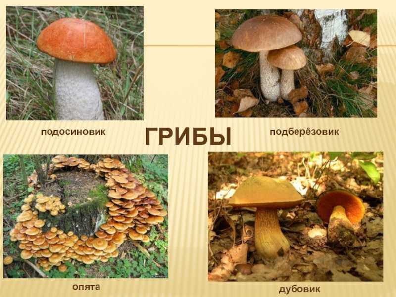 Грибы подберезовики (обабки)