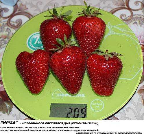 Клубника ирма: описание сорта, фото, отзывы садоводов