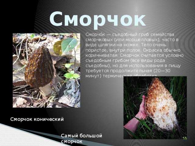 Гриб сморчок: описание и фото, съедобность и места сбора