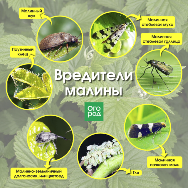 Златка большая сосновая–вредитель хвойных лесов
