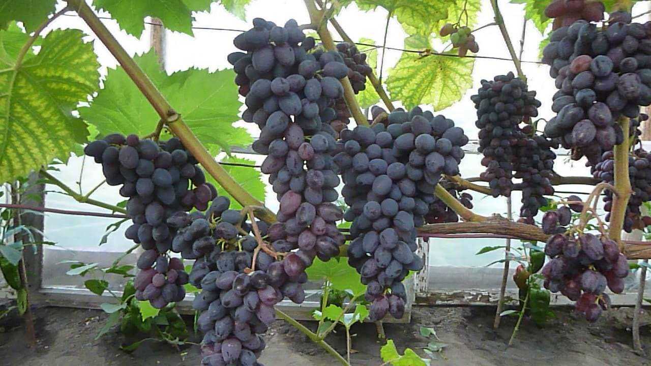 Виноград юпитер: селекция, описание сорта, посадка и уход, достоинства, отзывы
