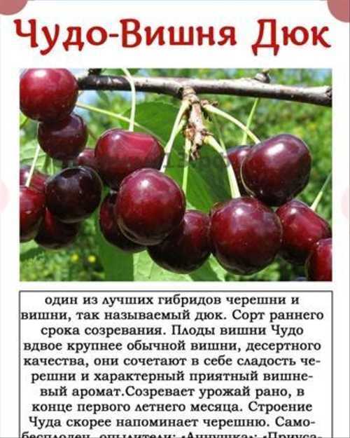 Вишня Надежда: описание, характеристика сорта, достоинства и недостатки Правила посадки и ухода Подготовка культуры к зиме Заболевания и вредители