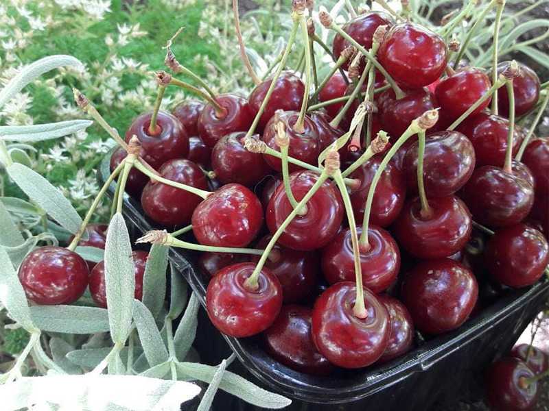 Лучшие сорта вишни для сибири - 25 самых крупных, вкусных, сладких