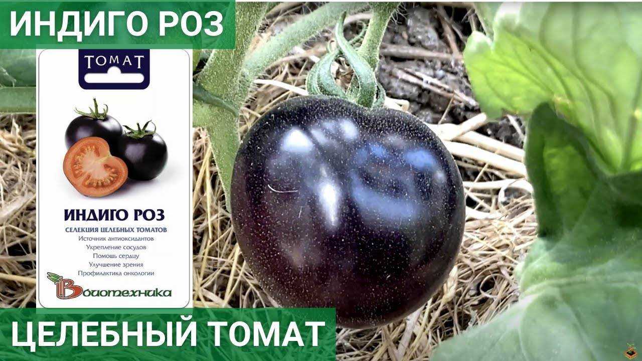 Томат индиго роуз: описание сорта, отзывы (39), фото | tomatland.ru