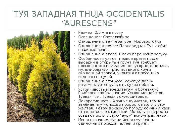 Туя западная смарагд — дерево жизни на участке: посадка, уход и использование в дизайне