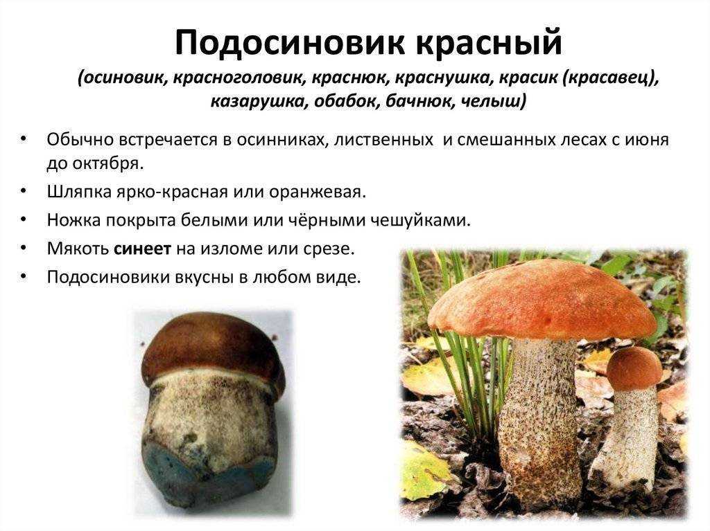 Подосиновик фото. подосиновик описание. ложный подосиновик, красный, белый, окрашенноногий.