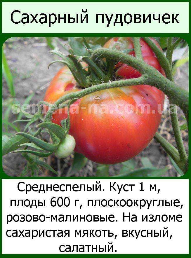 Томат «сахарный гигант»: описание сорта, фото и отзывы