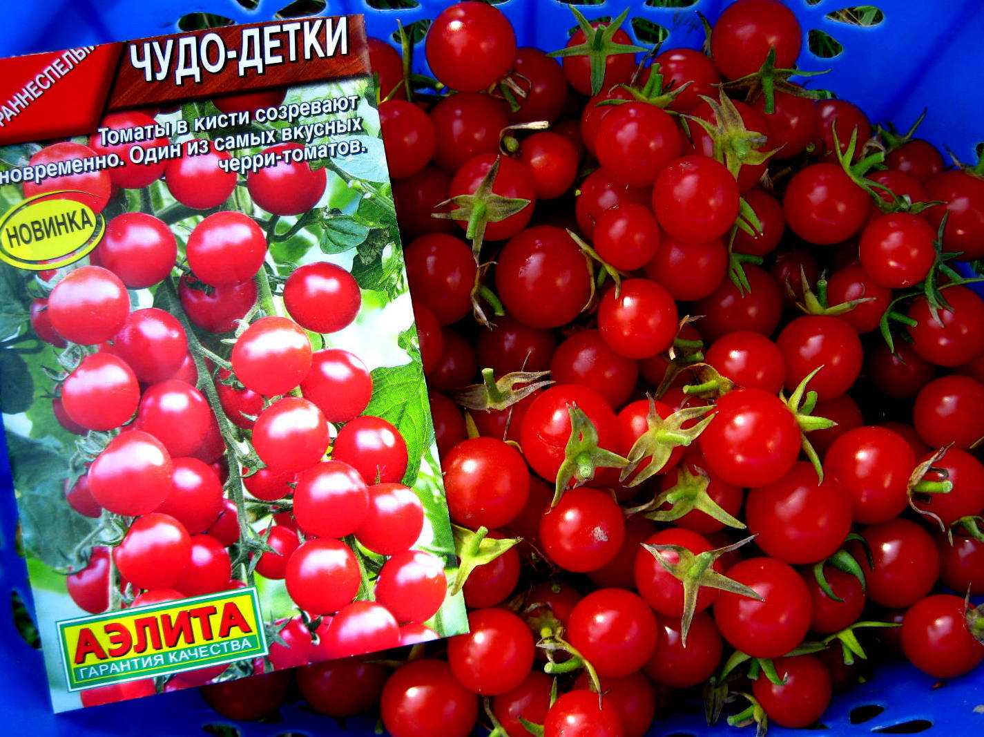 Томат чудо лентяя