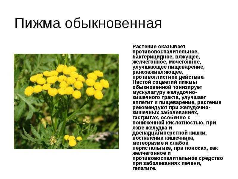 Целебные свойства и применение девясила