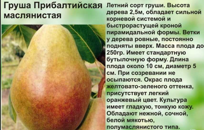 Груша Прибалтийская маслянистая: описание кроны, плодов с фото Вкусовые качества, сроки созревания, показатель урожайности Правила посадки, особенности ухода, плюсы и минусы сорта