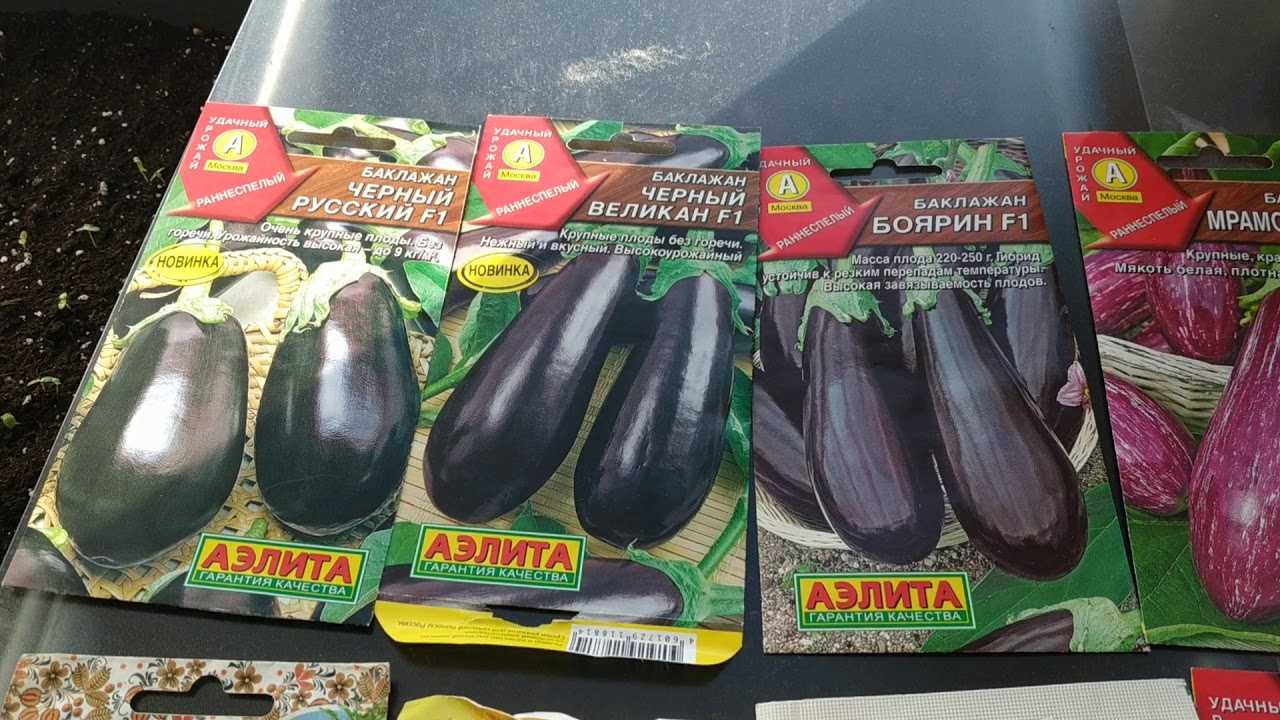 Лучшие новые сорта и гибриды баклажанов для теплицы и открытого грунта