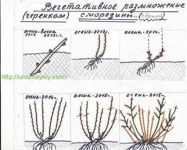 Жимолость нижегородская ранняя: описание и характеристики сорта, особенности выращивания и размножения, отзывы