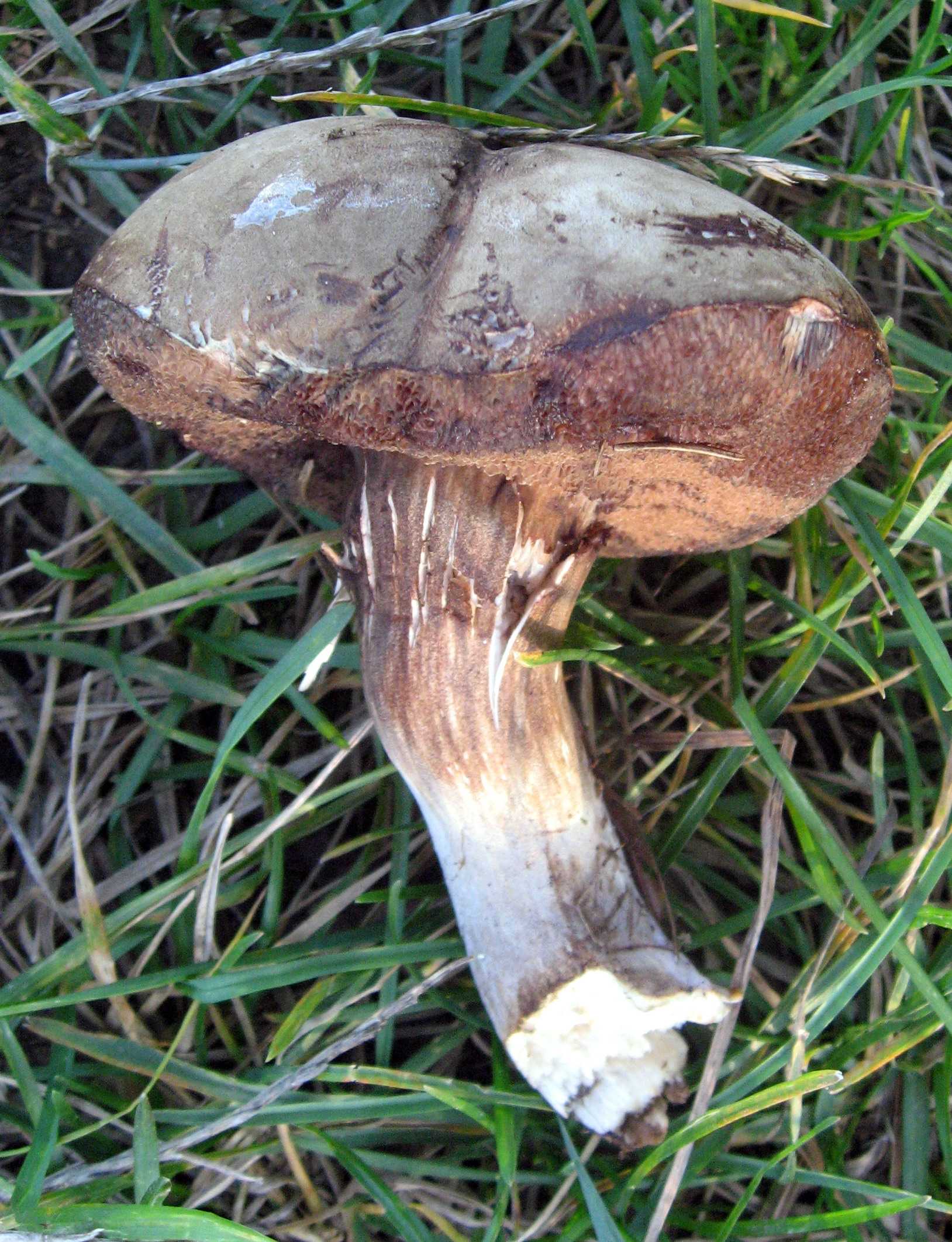 Порфировик ложноберезовиковый porphyrellus porphyrosporus | красная книга россии.