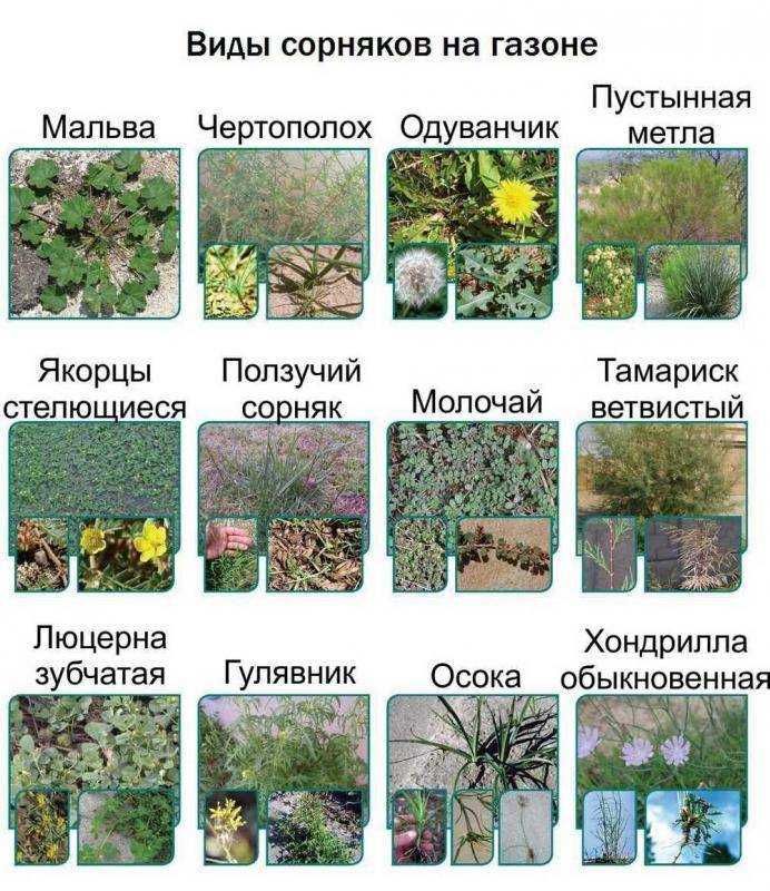 Молочай огородный сорняк фото