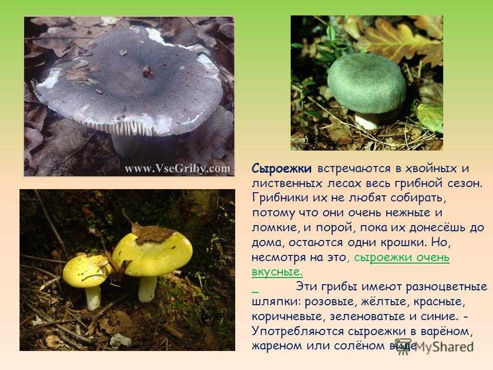 Серушка или рядовка серая - съедобный гриб. описание отличий.  фото.