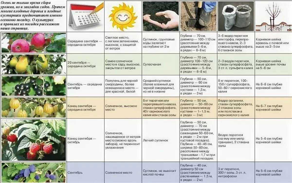 Черемуха: посадка и особенности ухода