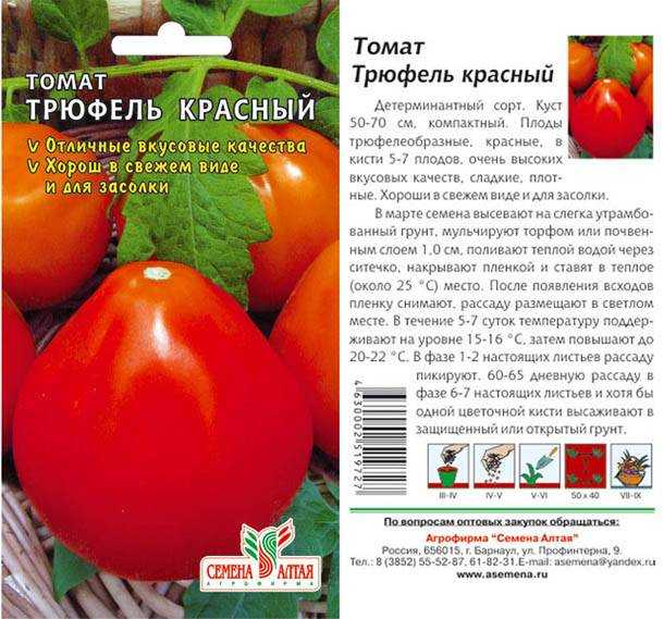 Томат котя