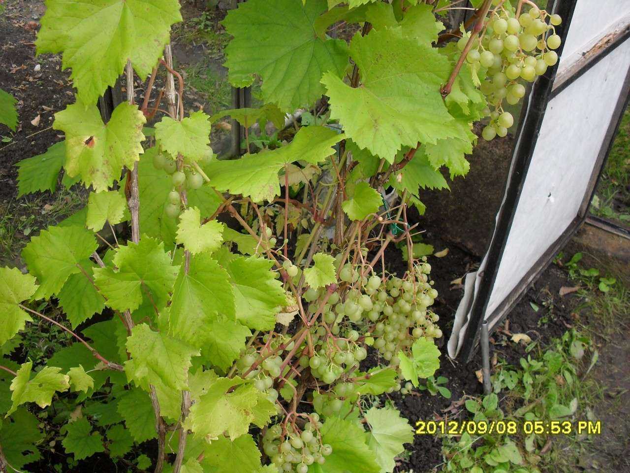 Описание сорта винограда «краса севера»: характеристики, фото, отзывы садоводов