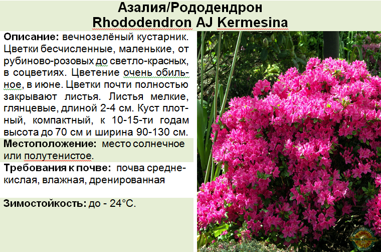 Самые красивые и устойчивые виды и сорта рододендронов для вашего сада