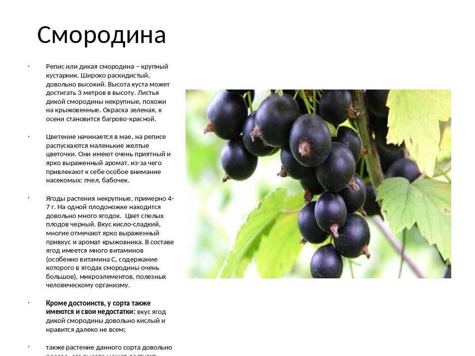 Когда созревает смородина — разновидности смородины, сроки созревания, правила сбора и заготовки на зиму