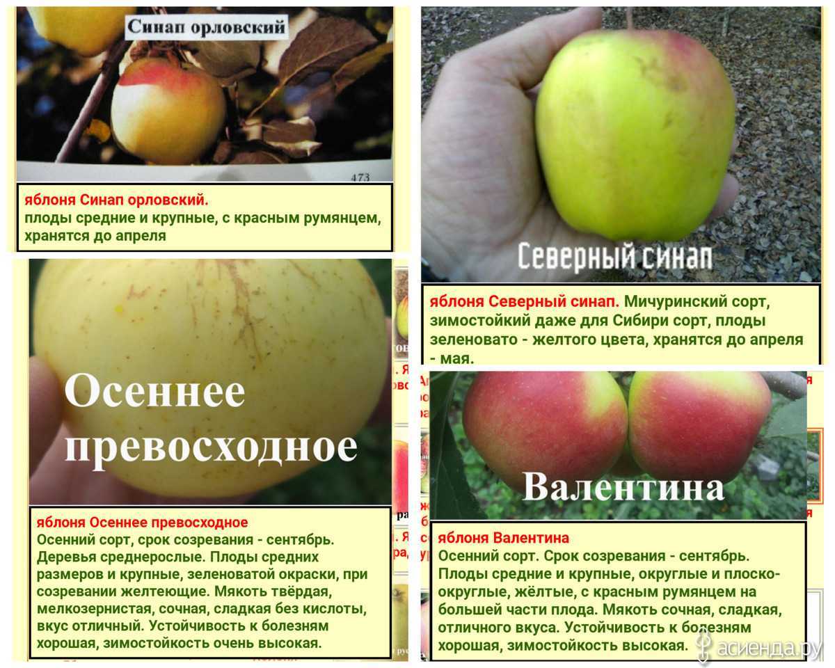 Яблоня "северный синап": описание, фото, отзывы