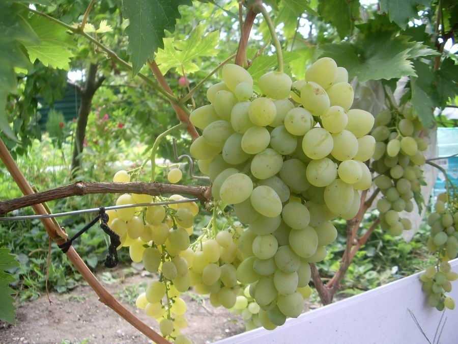 Виноград: описание 27 самых популярных сортов, их характеристика (фото & видео) +отзывы