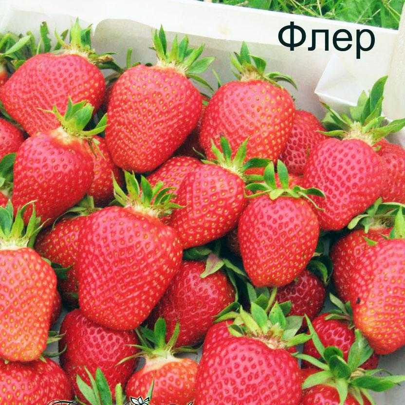 Садовая земляника флер: описание сорта, фото, отзывы и характеристика