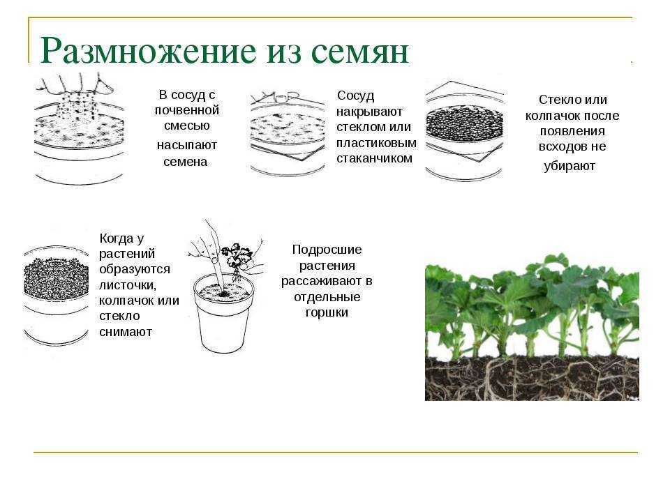 ✿ как пересадить дикий можжевельник к себе на дачу