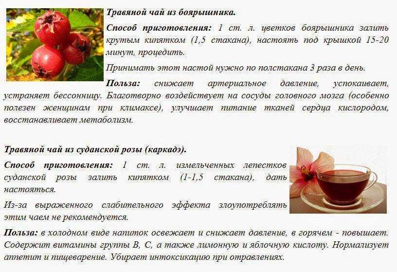 Вечнозеленые декоративные кустарники семейства вересковые – рододендроны