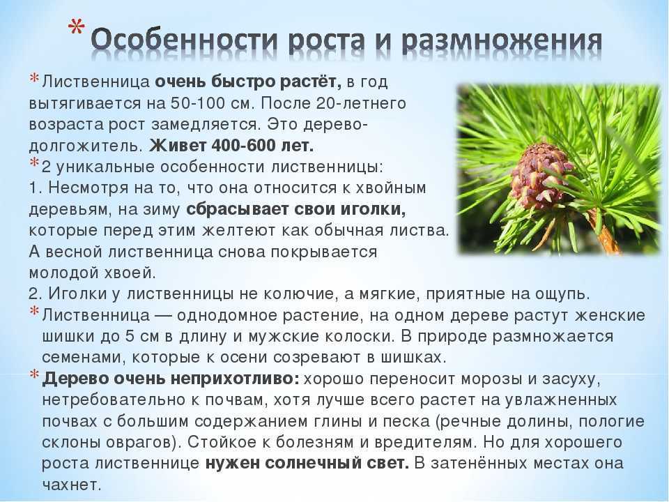 Пожелтение хвойников (почему происходит и что делать)