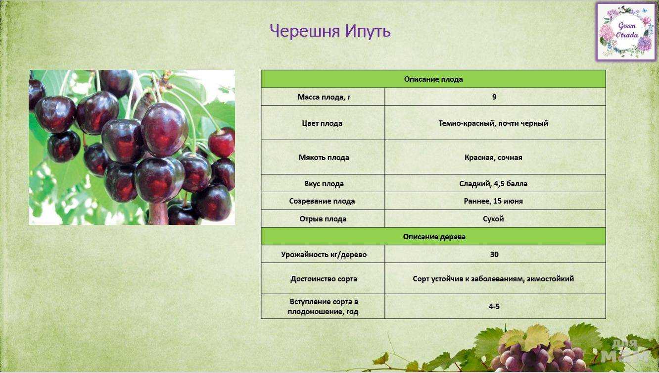 Черешня ревна: селекция, описание и сортовые характеристики + агротехника культуры, защита от болезней и вредителей
