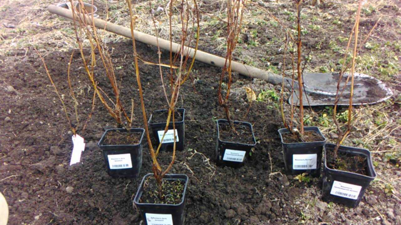 Жимолость нимфа: особенности выращивания и ухода за кустарником