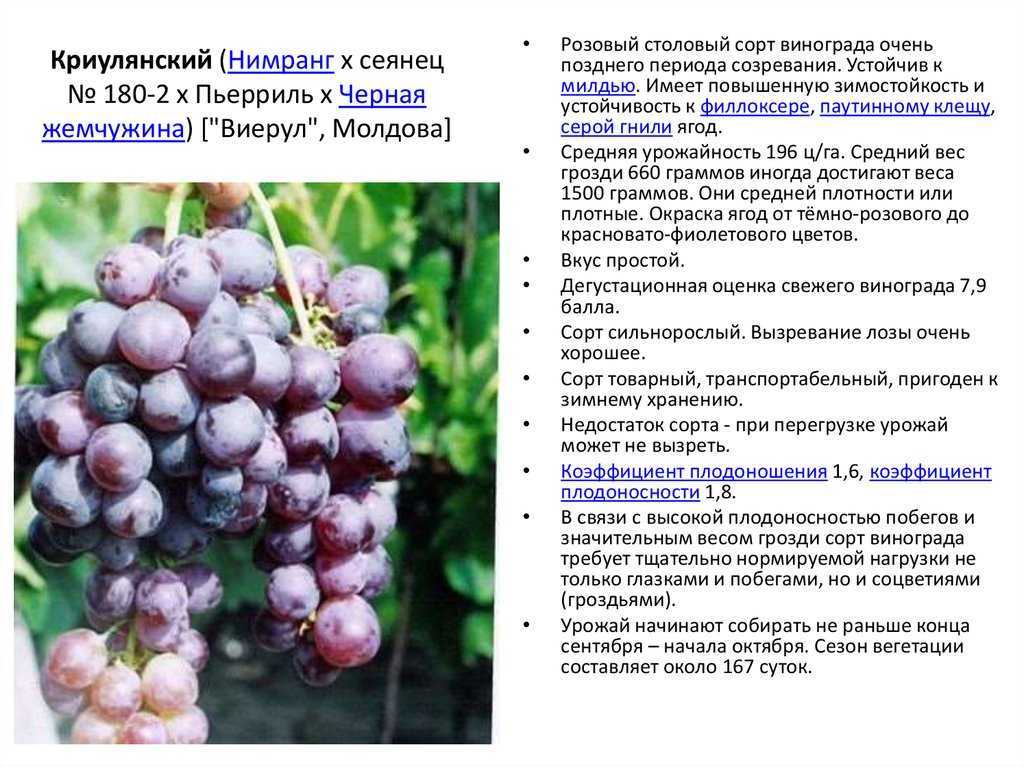 Сорт винограда кодрянка — описание и правила выращивания