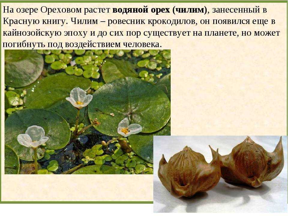 Водяной орех - полезные и опасные свойства водяного ореха