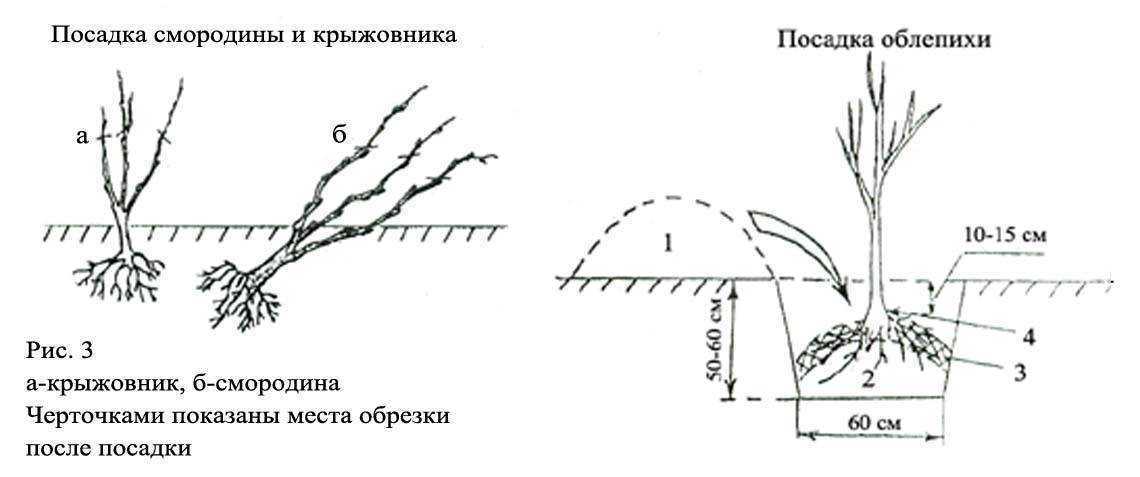 Посадка и уход за облепихой весной в открытом грунте: особенности выращивания и размножения, видео инструкция