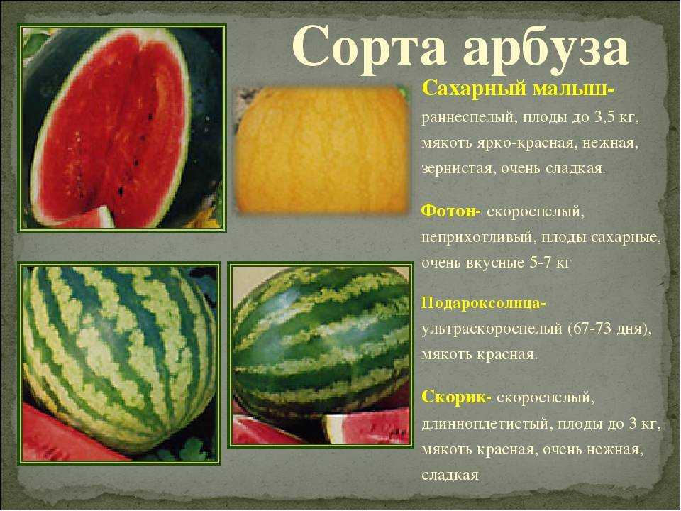 Арбуз шуга бейби: описание и правила выразивания