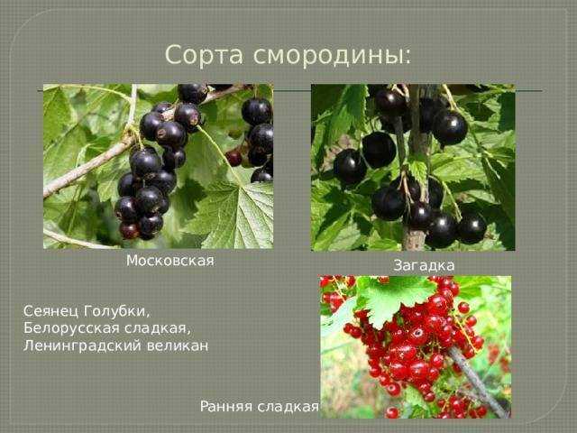 Смородина голубка: описание и характеристики сорта, уход и выращивание